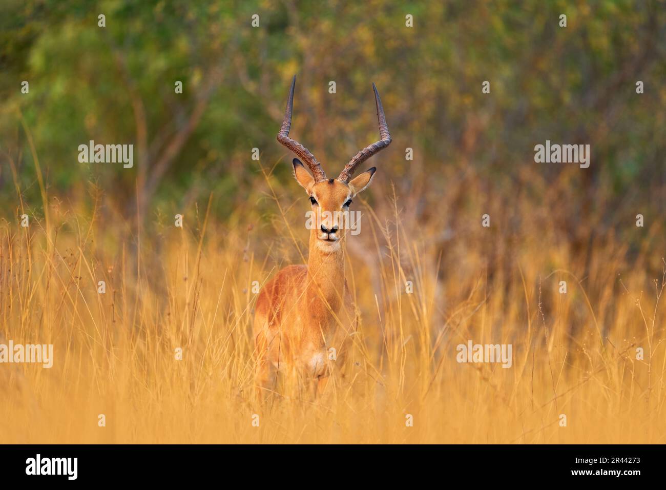 Antilope in der Grassavannah, Okavango Südafrika. Impala im goldenen Gras. Schönes Impala im Gras mit Abendsonne. Tier in der Natur ha Stockfoto