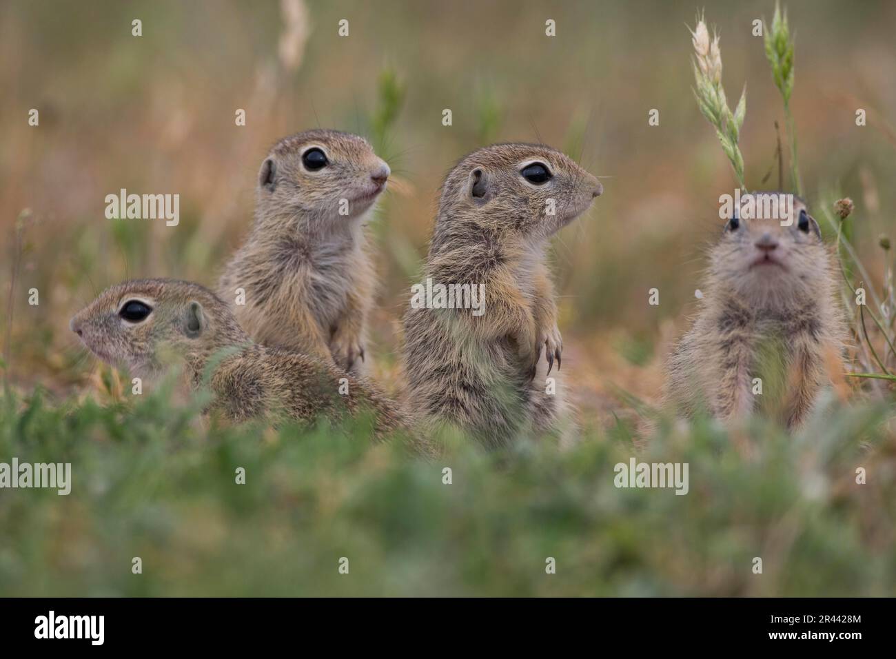 European souslik (Spermophilus citellus), Bulgarisch/ Stockfoto