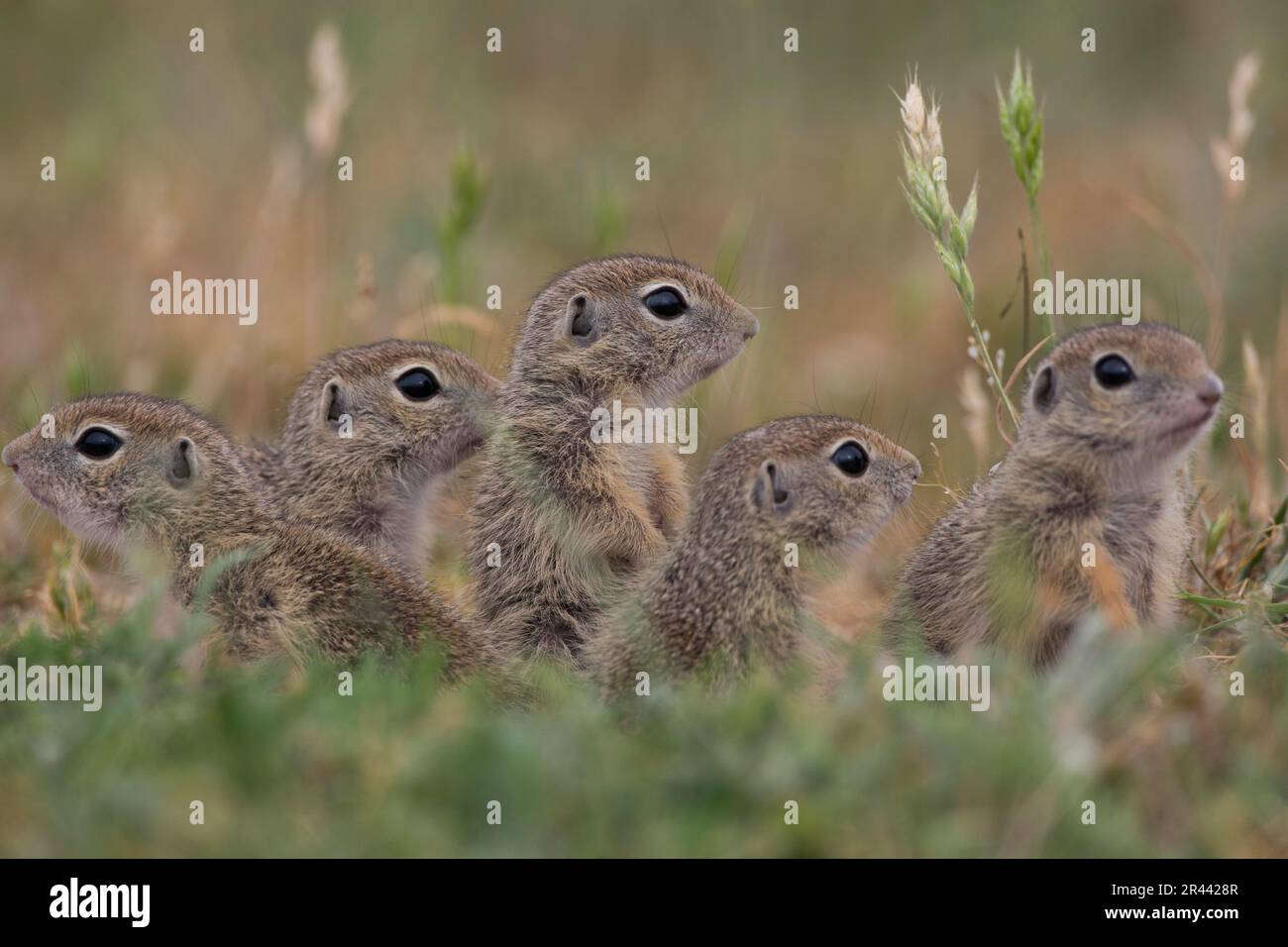 European souslik (Spermophilus citellus), Bulgarisch/ Stockfoto