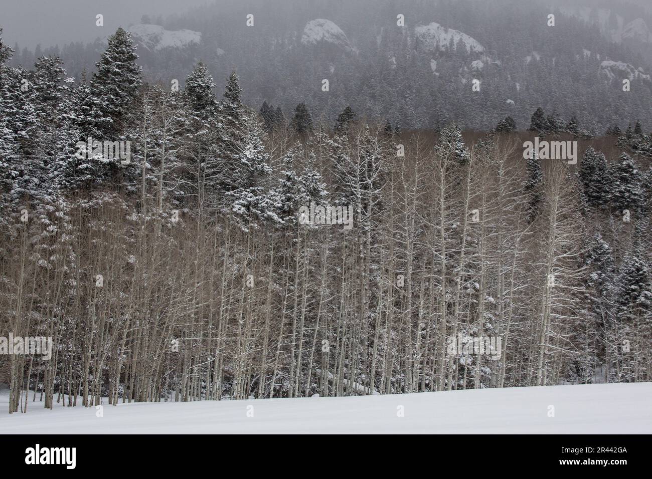 Winterlandschaft in den San Juan Mountains von Colorado Stockfoto