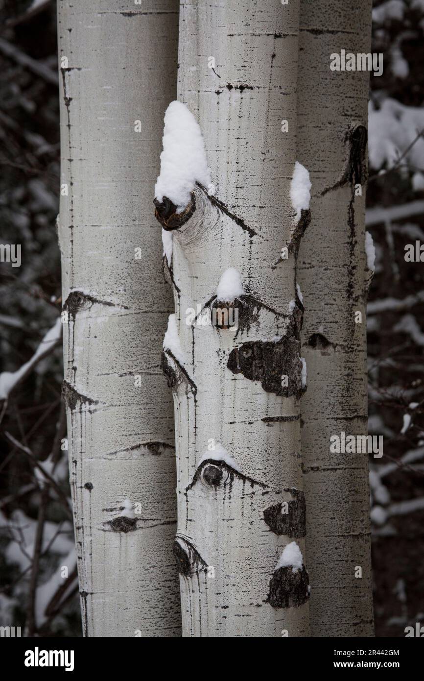 Schneebedeckte Aspen Bäume in Colorado Stockfoto