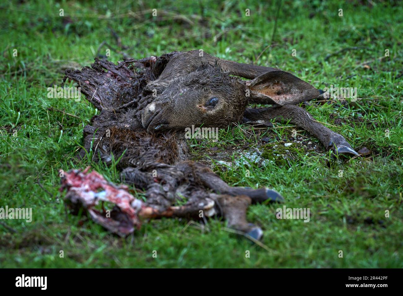 Rehe Luchse töten im Netz. Skelenton mit Kopf im grünen Gras. Verhalten der Säugetiere, Natur- und Tierwelt. Die Andujar-Berge in der Höhe. Schlachtkörper von Hirschen, Stockfoto
