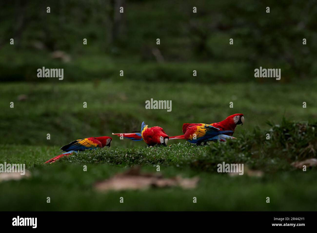 Roter Papagei, der in dunkelgrüner Vegetation fliegt. Scharlachrote Aras, Ara macao, im tropischen Wald, Brasilien. Wildlife-Szene aus der Natur. Papagei im Flug im Stockfoto