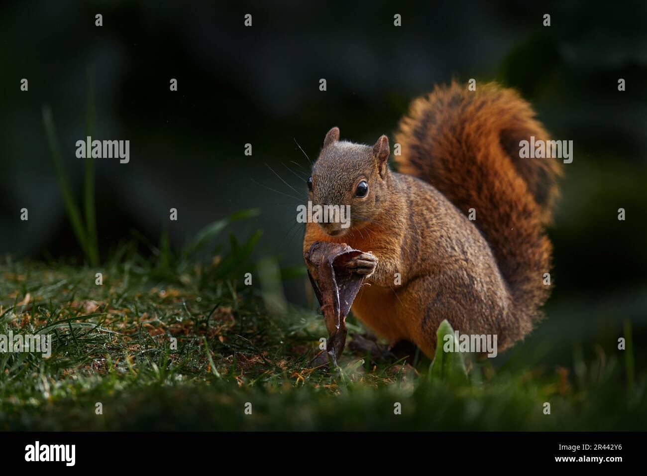 Buntes Eichhörnchen, Sciurus variegatoides, mit Futter, Kopfdetailportrait, Costa Rica, Wildlife-Szene aus Mittelamerika. Stockfoto