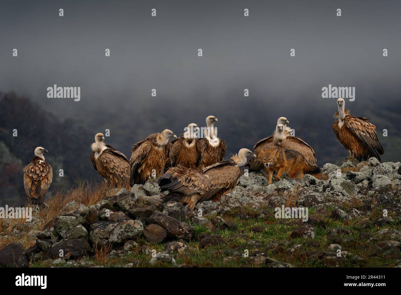 Bekämpft Schakal mit der Gruppe der Geier. Griffon Vulture, Zigeuner fulvus, große Greifvögel, die auf dem felsigen Berg sitzen, Naturlebensraum, Madzarovo, Bulgari Stockfoto