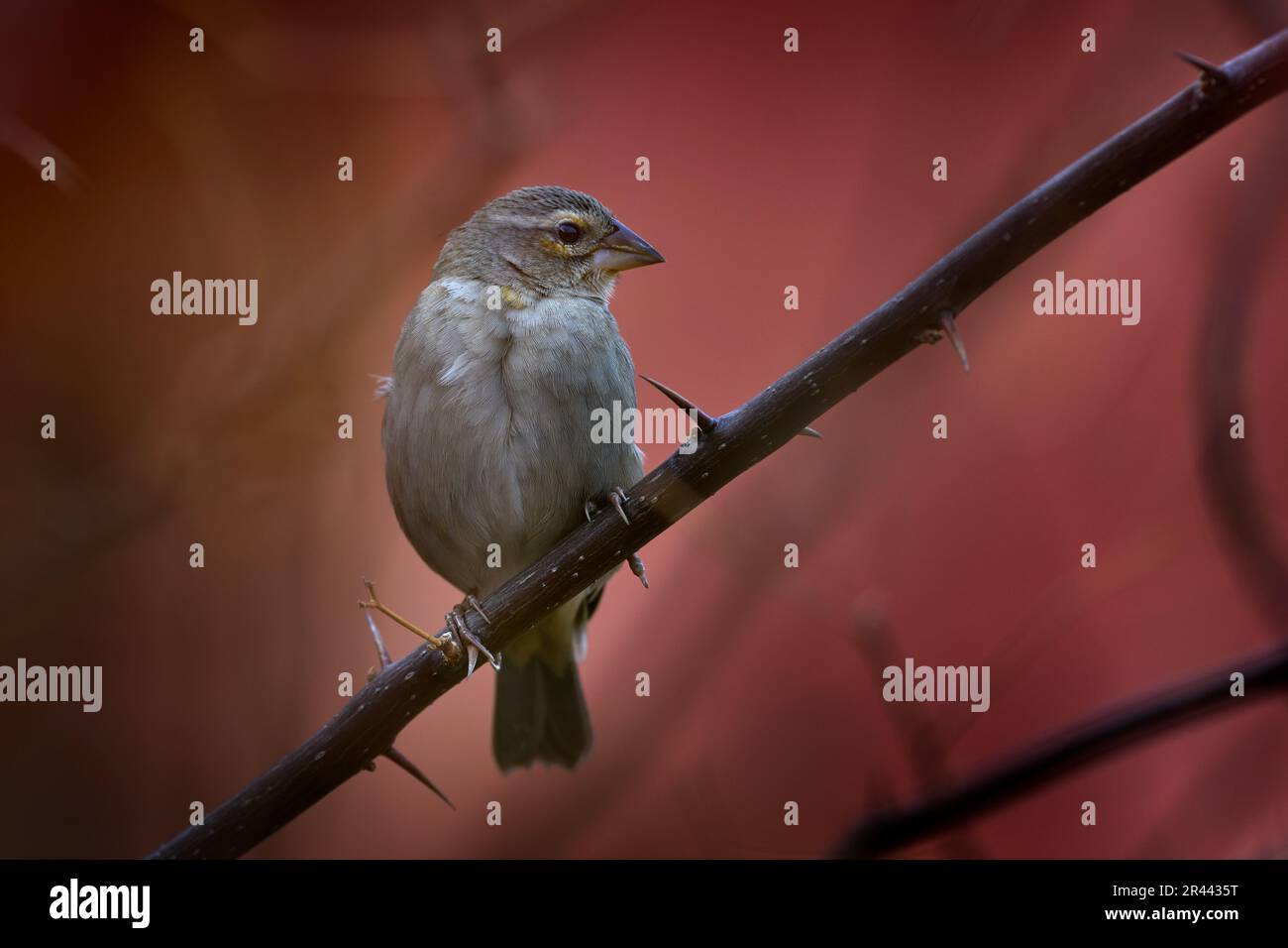 Rotfuchs, Foudia madagascariensis, weiblicher Vogel in der Natur. Die Tierwelt Madagaskars. Stockfoto
