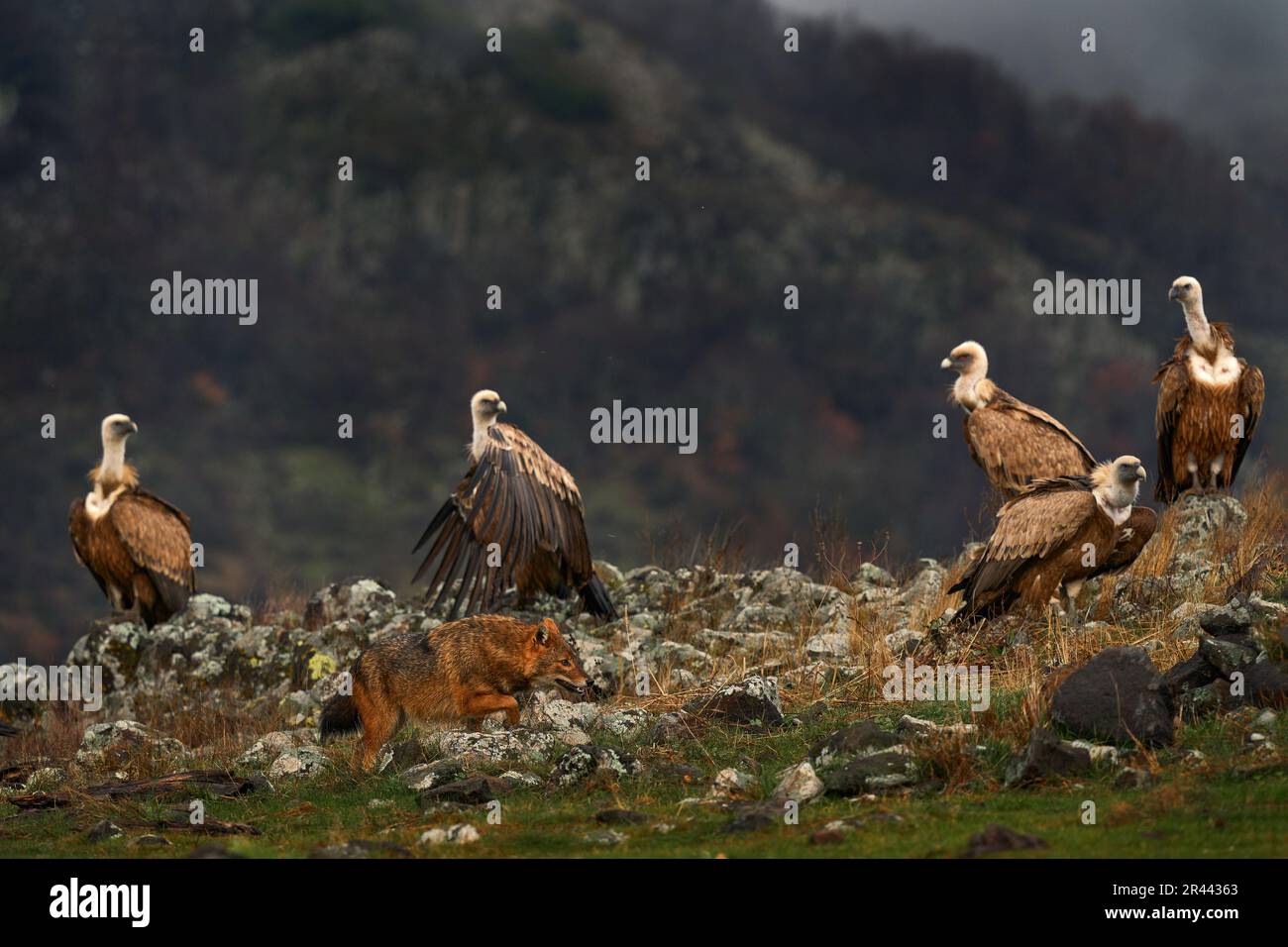 Bekämpft Schakal mit der Gruppe der Geier. Griffon Vulture, Zigeuner fulvus, große Greifvögel, die auf dem felsigen Berg sitzen, Naturlebensraum, Madzarovo, Bulgari Stockfoto