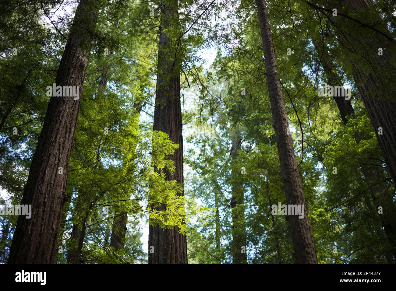 Redwoods State Park in Kalifornien Stockfoto