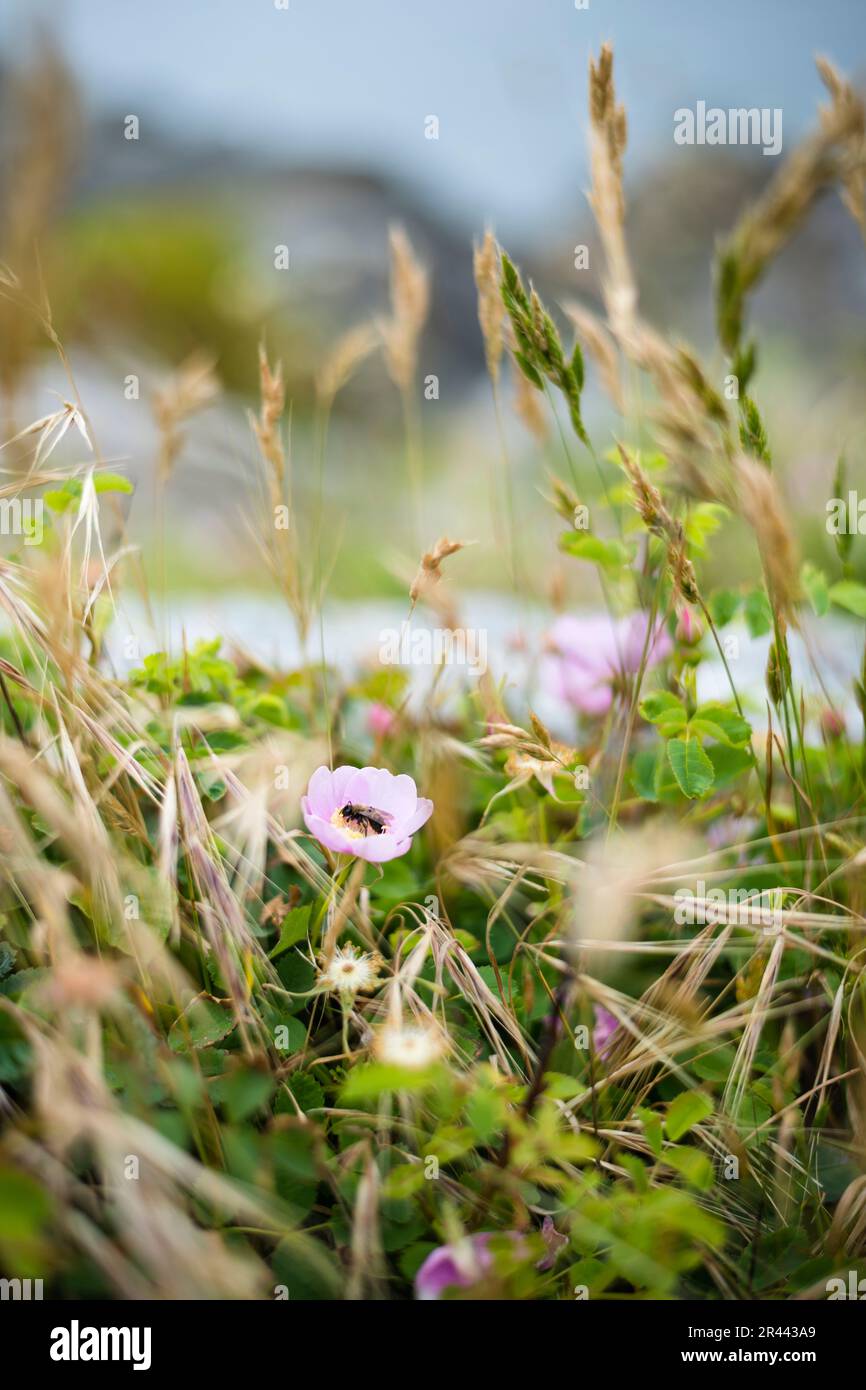 Biene auf Blume in Crescent City Kalifornien Stockfoto