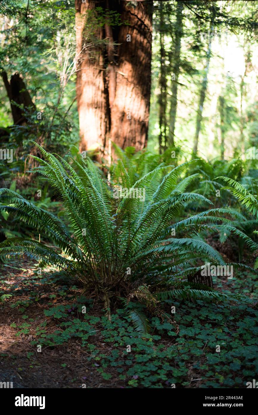 Farn und Redwoods in Kalifornien Stockfoto