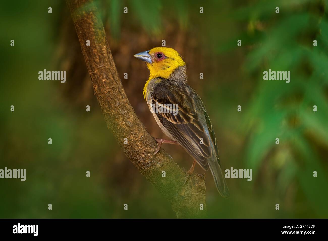 Sakalava-Fuchsweber, Ploceus sakalava, Graue Eibenkopfvogel im Naturlebensraum, Kirindy-Wald in Madagaskar. Weaver im grünen Vegetatin, setz dich Stockfoto