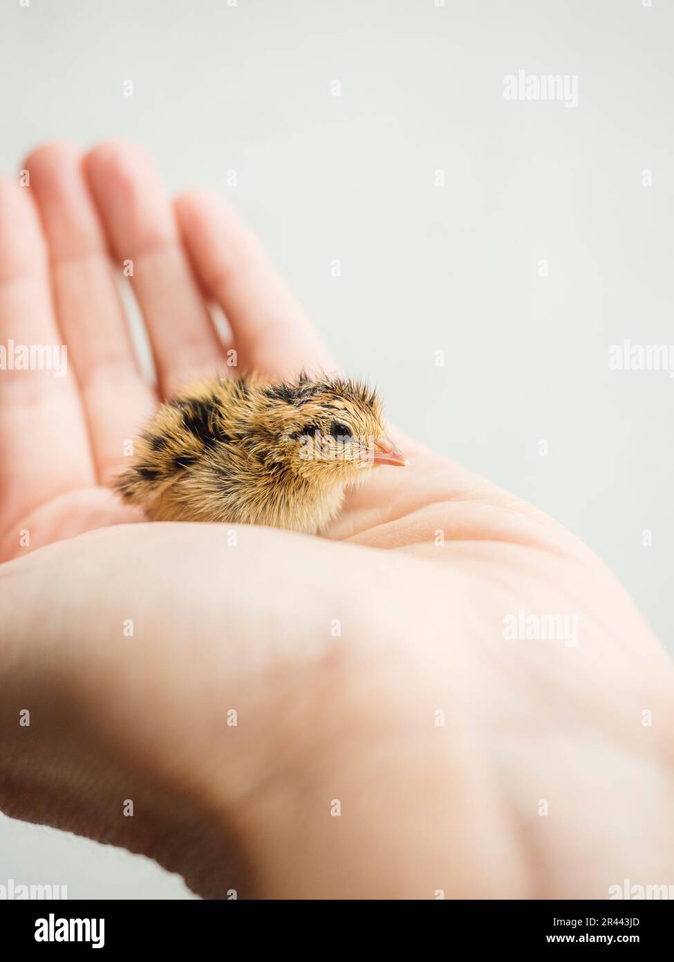 Mit einem süßen Baby-Wachtel Stockfoto