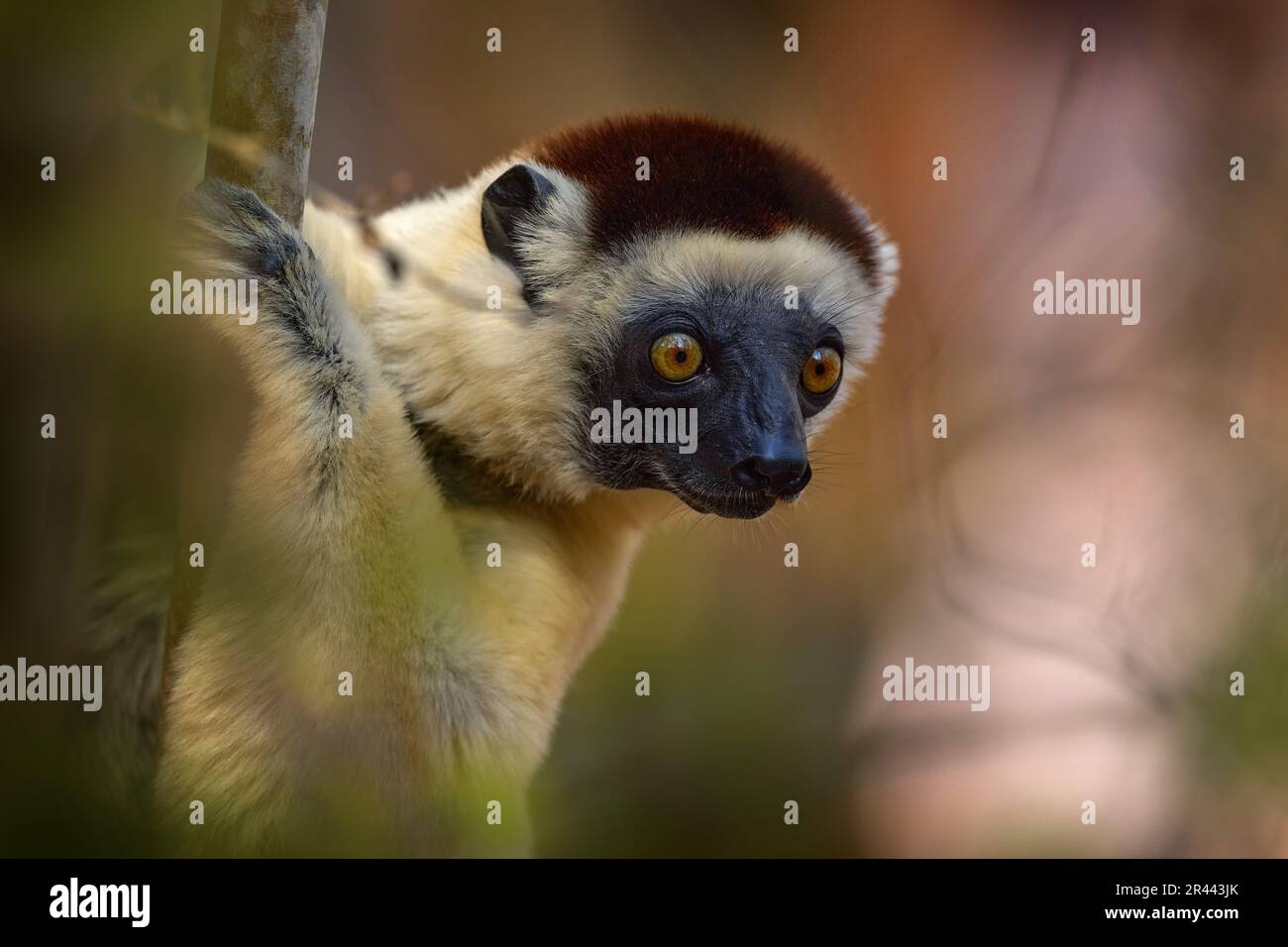 Wildtiere Madagaskar. Lemurenporträt im Wald. Wildtiere Madagaskar, Verreauxs Sifaka, Propithecus verreauxi, Affenkopf im Kirindy Forest, Stockfoto