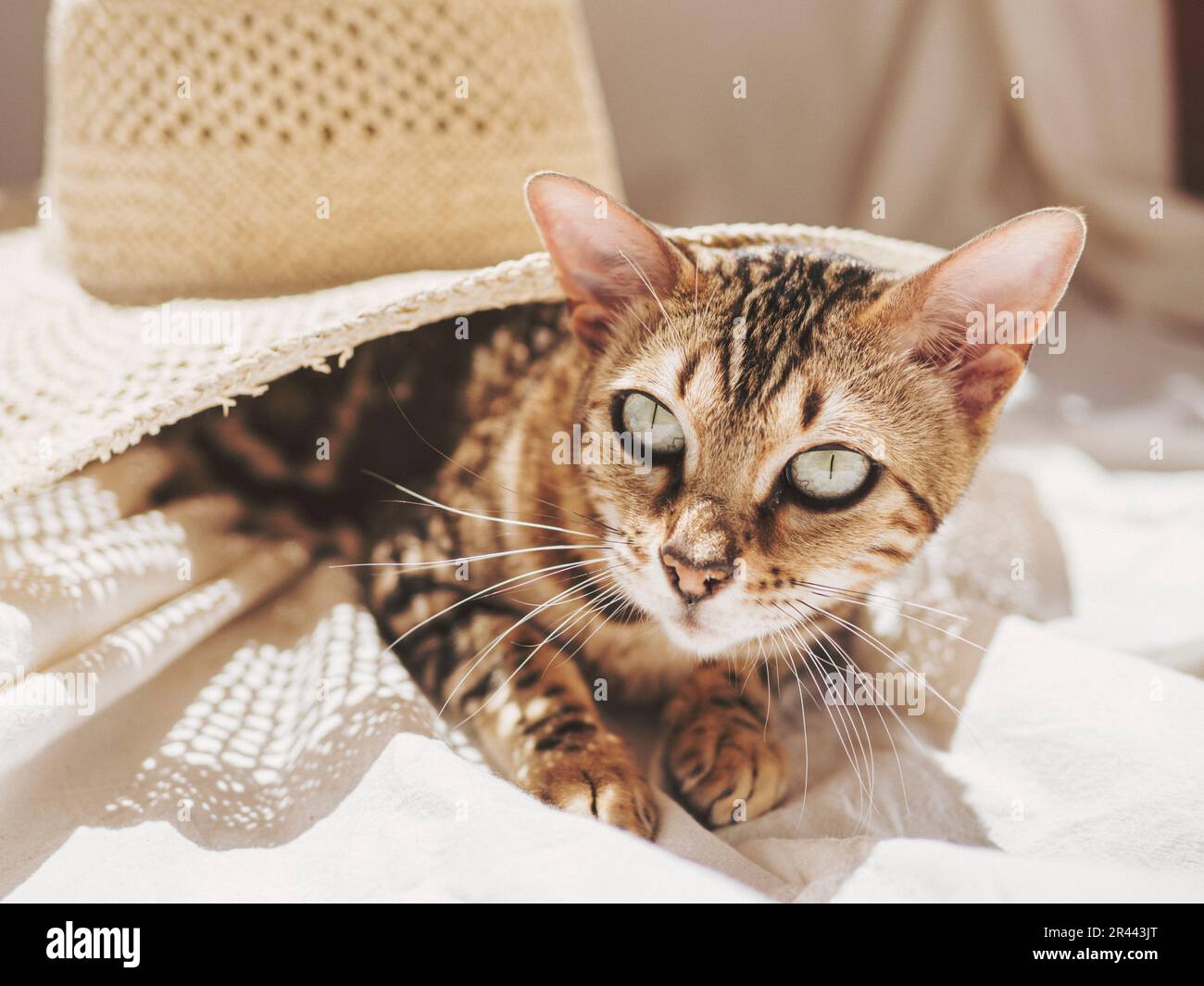 Eine schöne Katze liegt wunderbar unter der Sonne Stockfoto