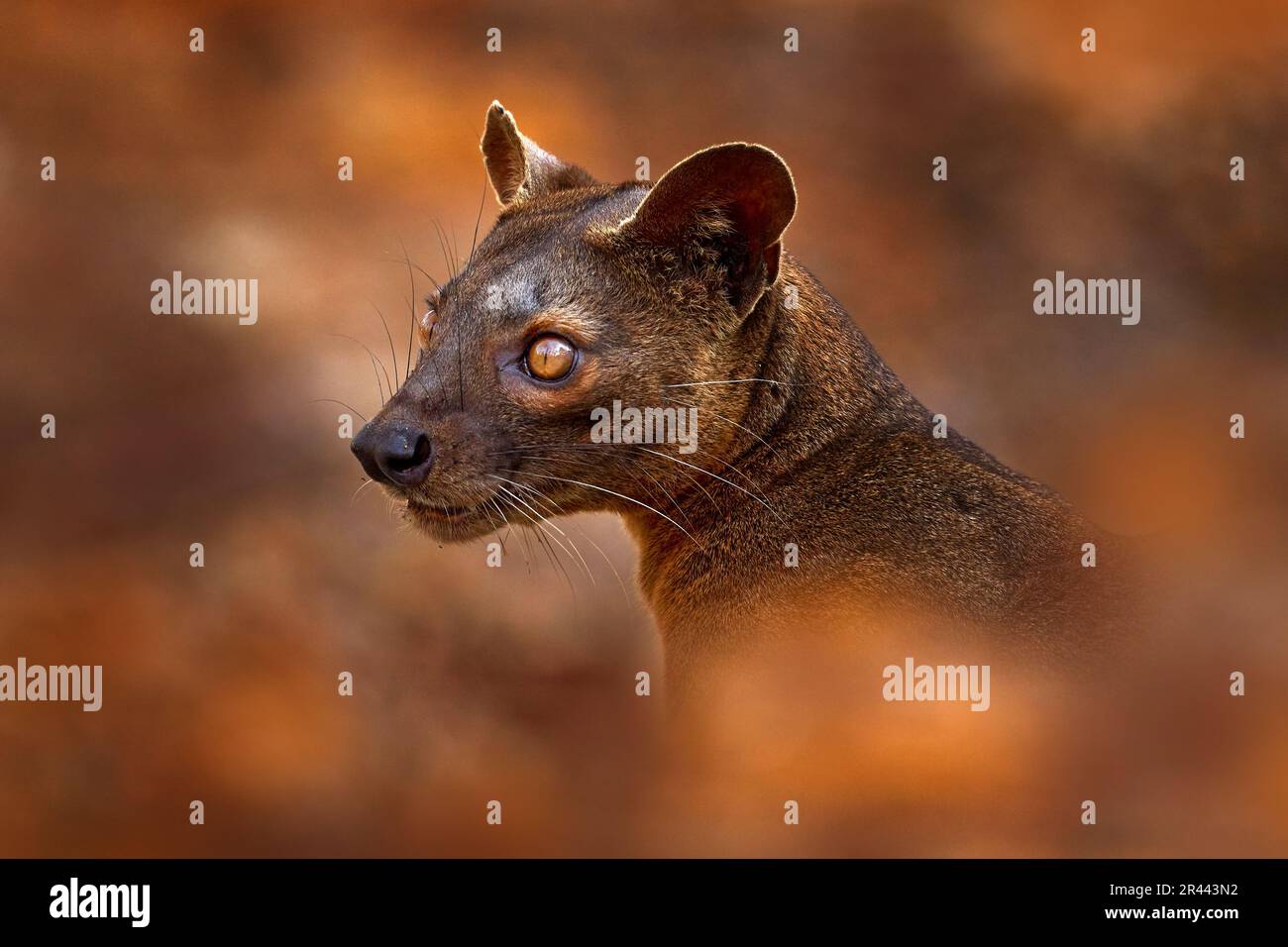 Fosa Portrait, Cryptoprocta ferox, Kirindy Forest in Madagaskar. Raubtier in der Natur Madagaskars endemisch. Fosa, Säugetier im natürlichen Lebensraum, Stockfoto