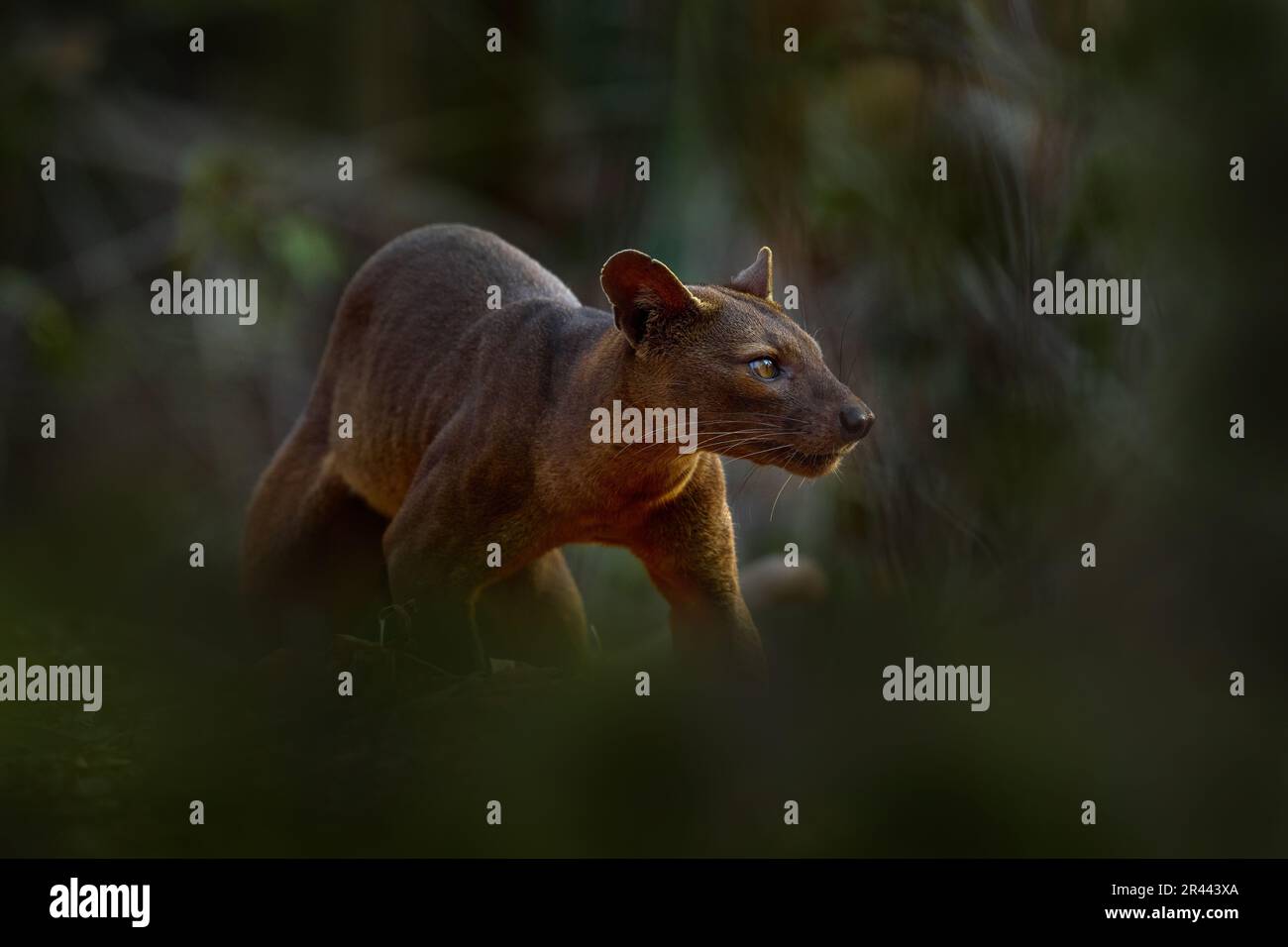 Madagaskar Wildtiere - Fosa, im natürlichen Waldlebensraum. Katzenhund wie ein Tier in grüner Vegetation, Kirindy Forest, Madagaskar. Stockfoto