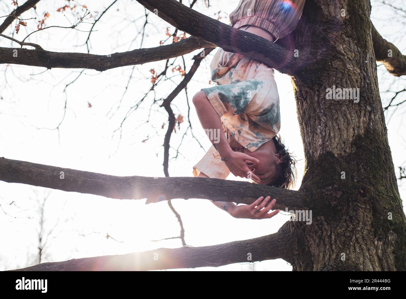 Die skulpturelle Körperhaltung einer Tänzerin, die mit Sonnenschein am Baum hängt Stockfoto