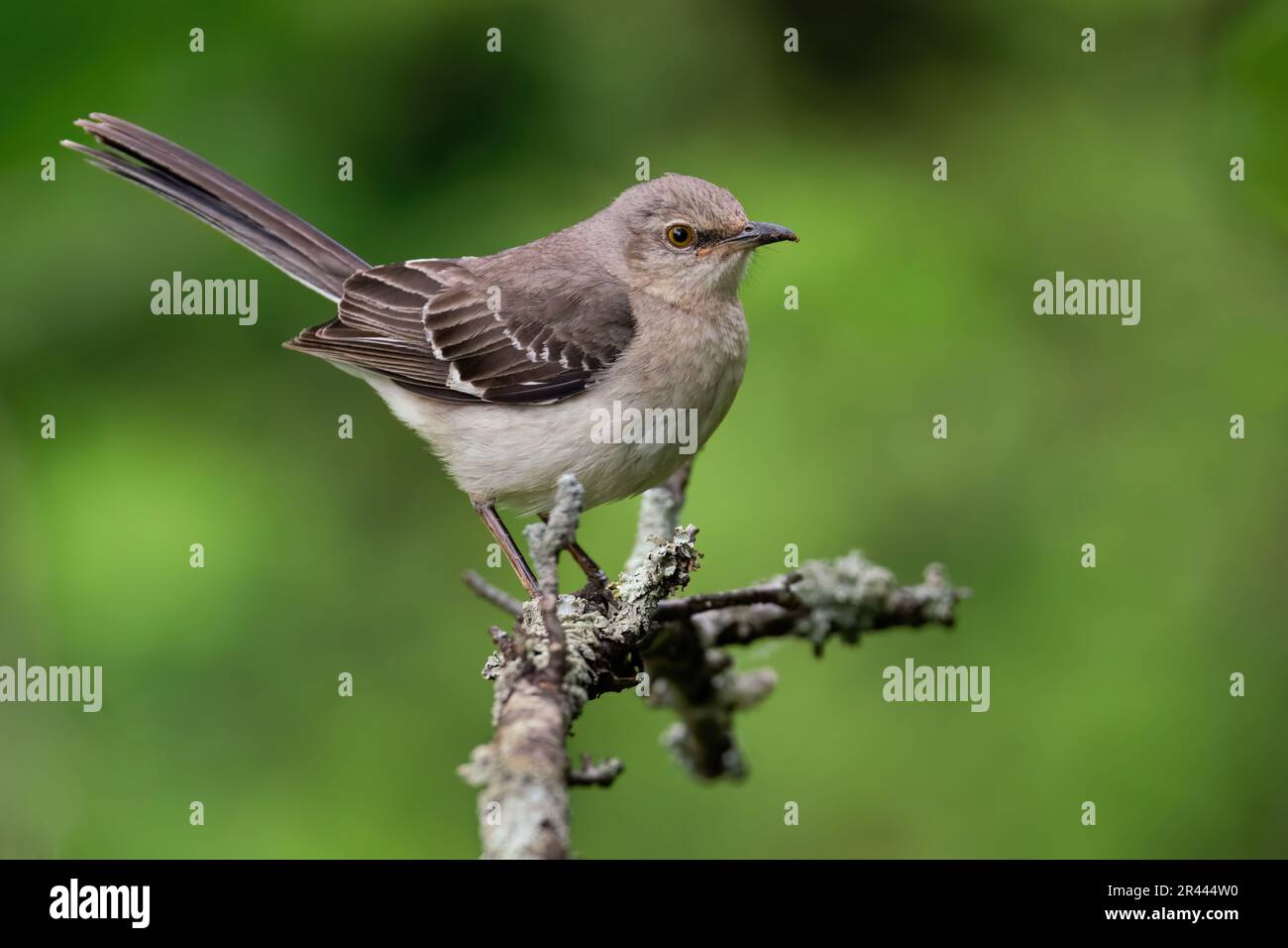 Eine nördliche Spottdrossel, die an einem Maiabend aufstand Stockfoto