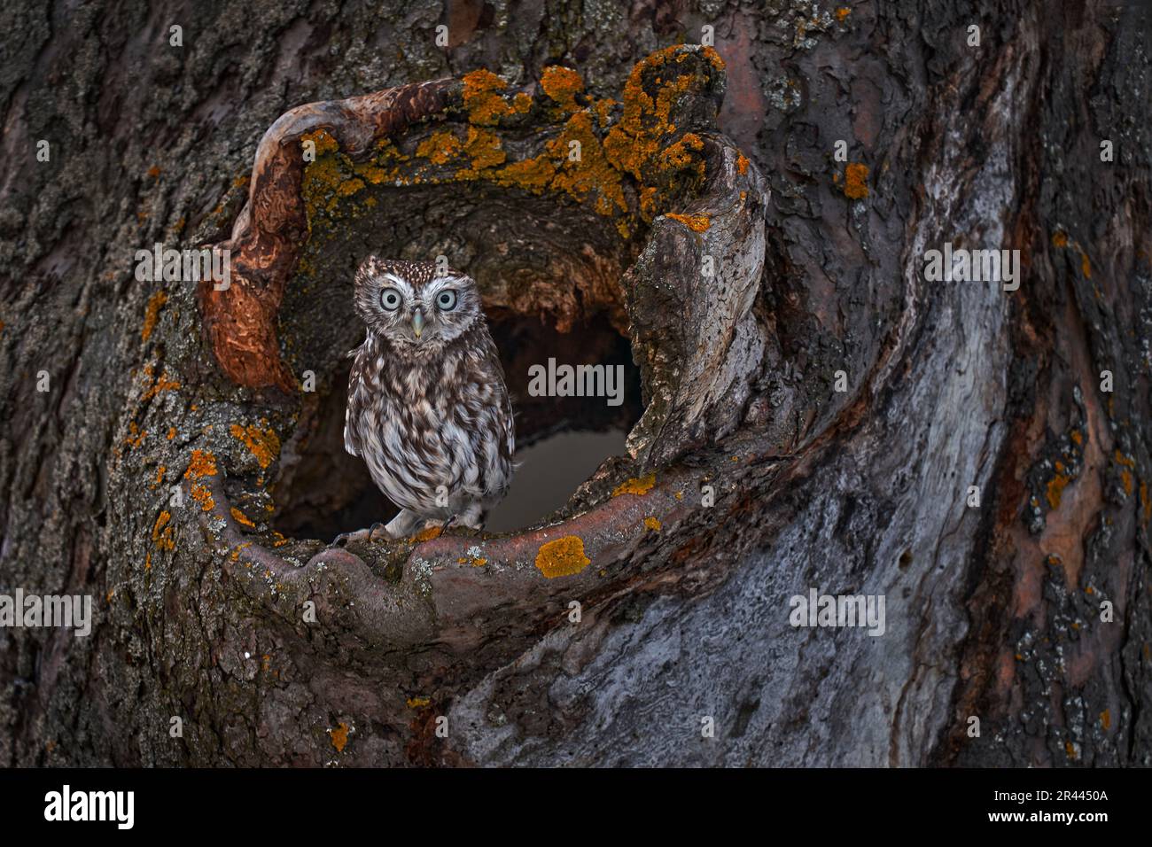 Kleine Eule im Baumnest, Wald in Europa, Porträt eines kleinen Vogels in der Natur, Spanien. Ein Nistloch mit einer kleinen Eule, Athene noctua. Stockfoto