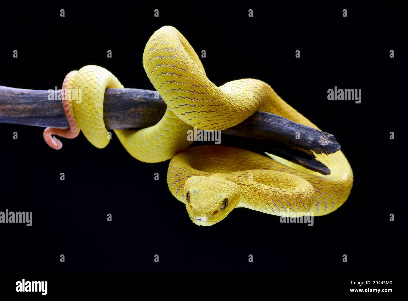 Gelbe, weiß bemalte Grubenviper auf schwarzem Hintergrund Stockfoto