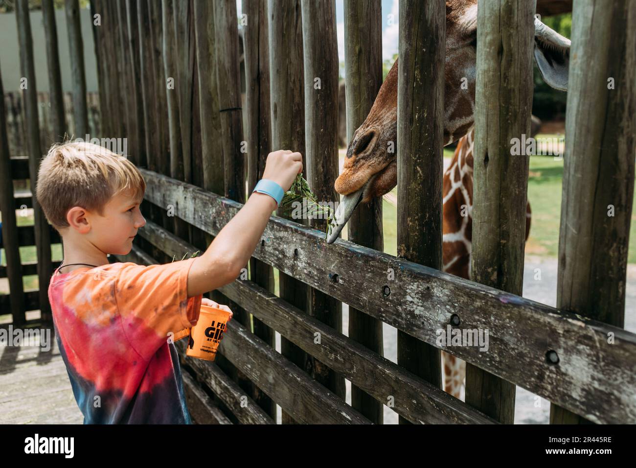 Ein Kind füttert eine Giraffe im Zoo Stockfoto