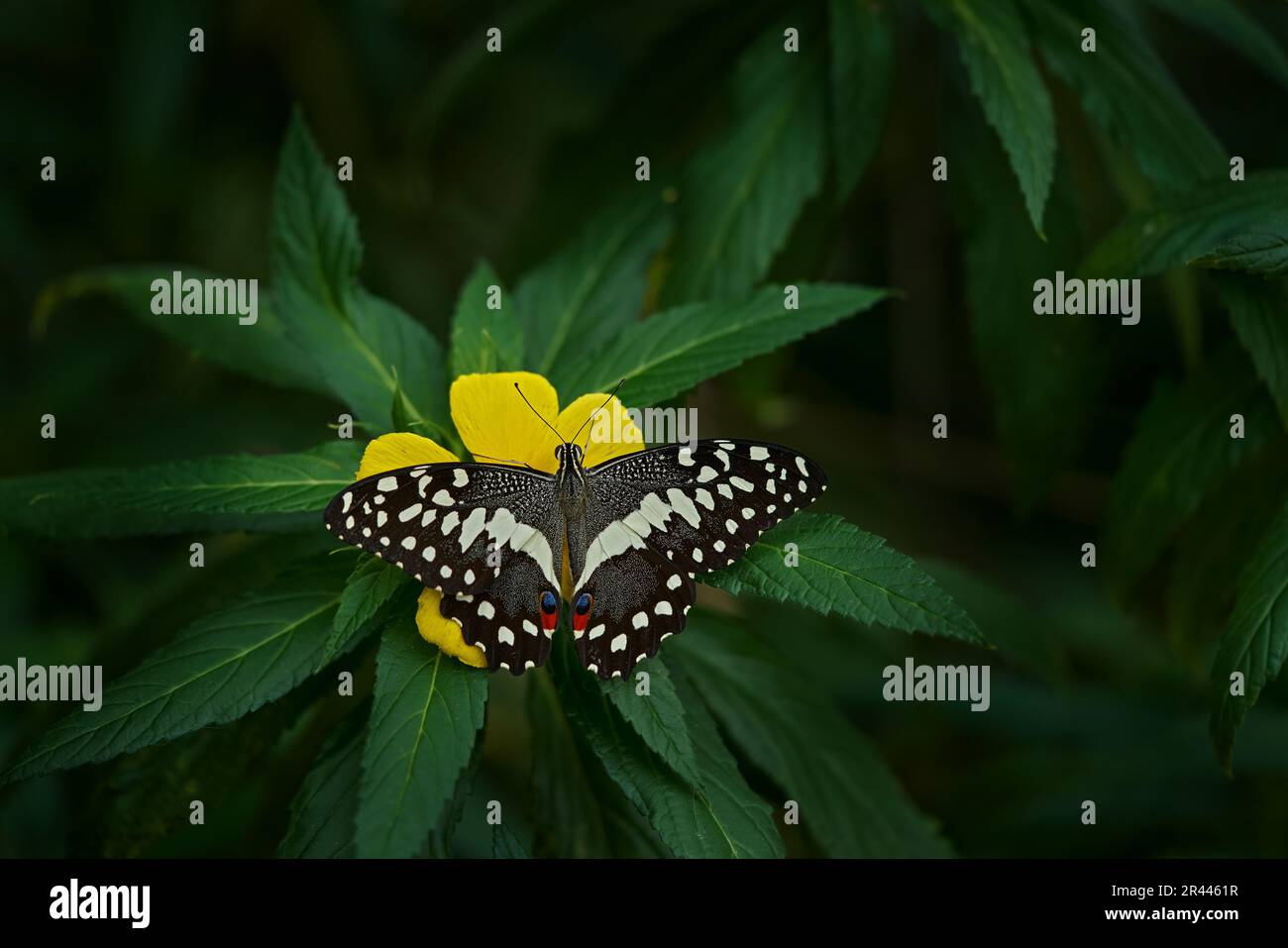 Schmetterling aus Südafrika und Simbabwe. Papilio demodocus Insekt auf gelber Blüte im Naturlebensraum. Natur der Tierwelt. Tropischer Schmetterling in jung Stockfoto