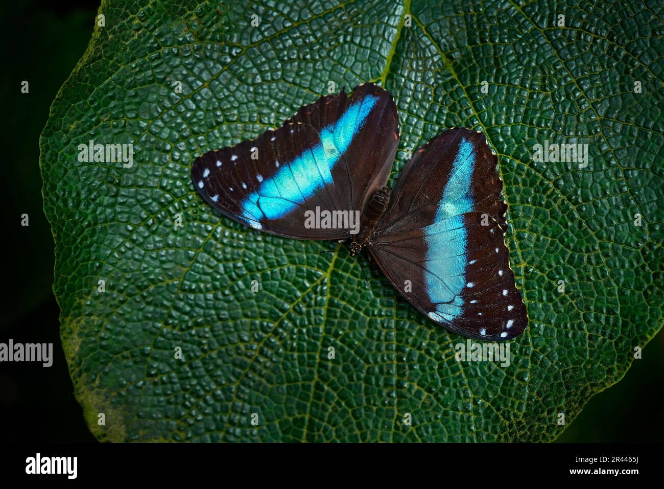 Schmetterling in Ecuador. Morpho achilles, Insekt auf Blütenlaub im natürlichen Lebensraum. Blauer Schmetterling in Südamerika. Natur der Tierwelt. Tropischer Butterfl Stockfoto
