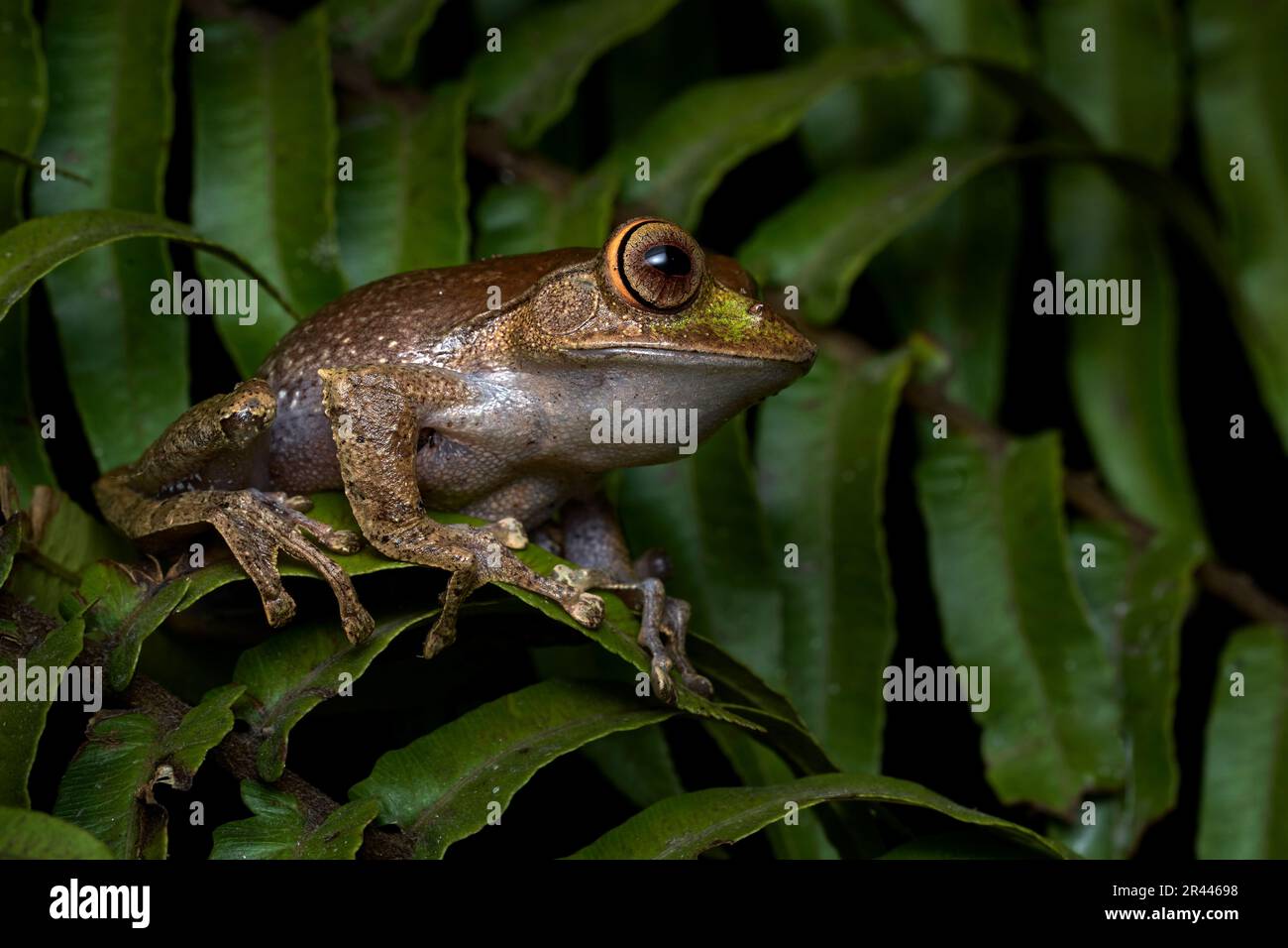 Madagaskar Wildtiere. Madagaskar-Frosch, Boophis madagascariensis, Ranomafana NP in Madagaskar. Endemische Amphibien im Waldlebensraum, in der Nähe Stockfoto