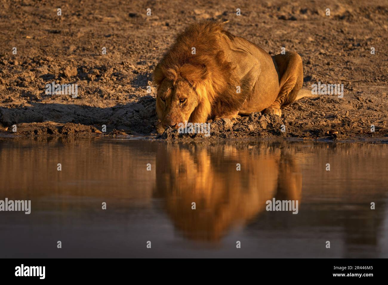 Lion Drink Water, Savuti, Chobe NP in Botswana. Heiße Jahreszeit in Afrika. Afrikanischer Löwe, männlich. Botswanische Tierwelt. Junges Männchen in der Nähe des Wasserlochs. Stockfoto