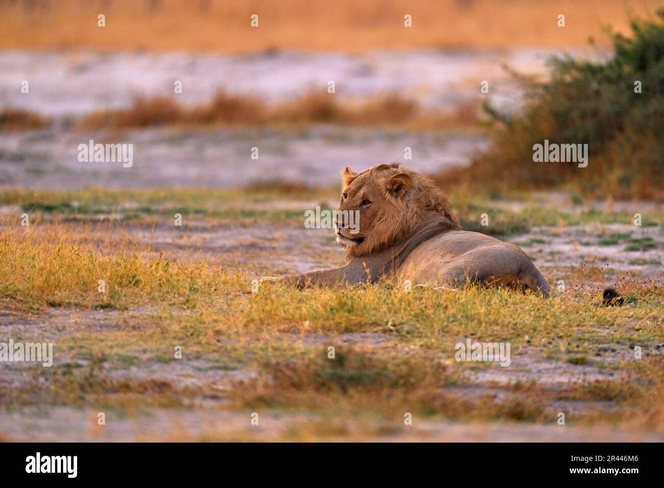 Löwe, der in der Savanne liegt. Brennendes Tier verbrannte den Ort Savuti, Chobe NP in Botswana. Heiße Jahreszeit in Afrika. Afrikanischer Löwe, männlich. Botswanische Tierwelt. Stockfoto
