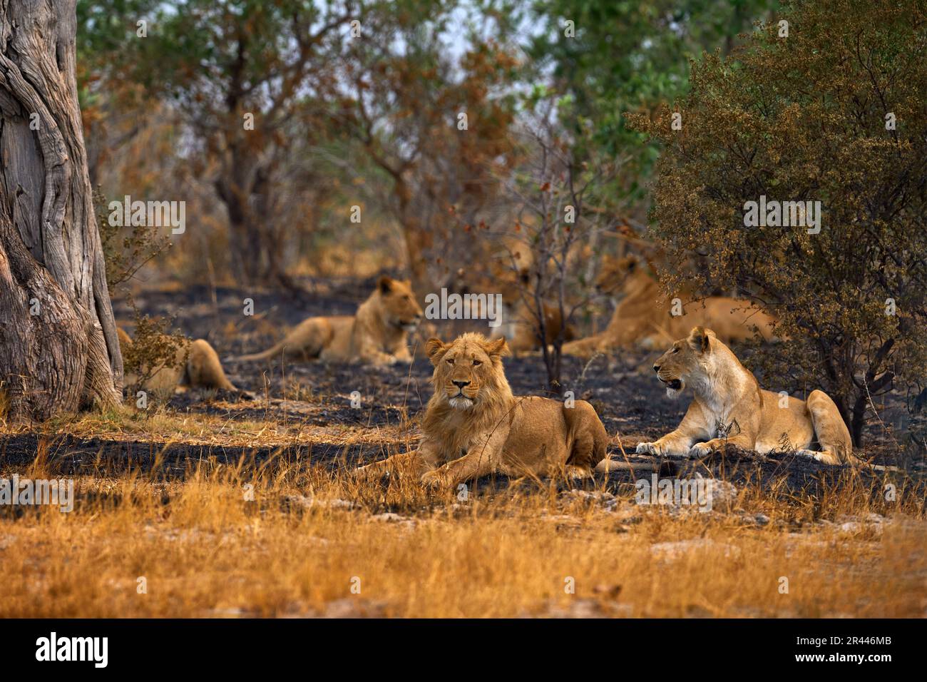 Afrikanischer Löwe, männlich. Botswanische Tierwelt. Löwe, Feuer verbrannt zerstörte Savanne. Tier im Feuer verbrannte Stelle, Löwe in der schwarzen Asche und Asche liegend, Savu Stockfoto