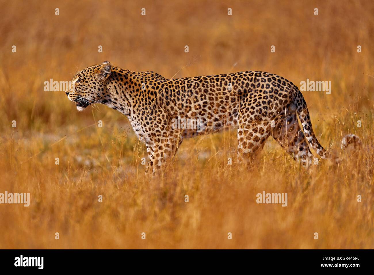 Afrikanische Wildtiere. Leopard, Panthera pardus Shortidgei, Naturlebensraum, große Wildkatze im Naturlebensraum, sonniger Tag in der Savanne, Okavango Delta Bo Stockfoto