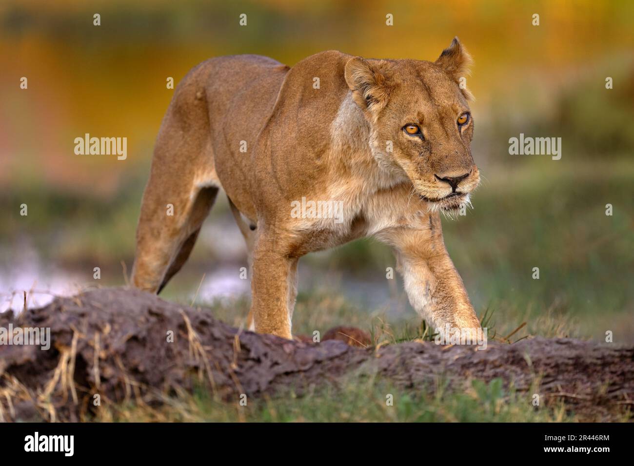 Safari in Afrika. Großer wütender junger Löwe Okavango Delta, Botswana. Afrikanischer Löwe, der im Gras spaziert, mit wunderschönem Abendlicht. Wildtierszene aus Stockfoto