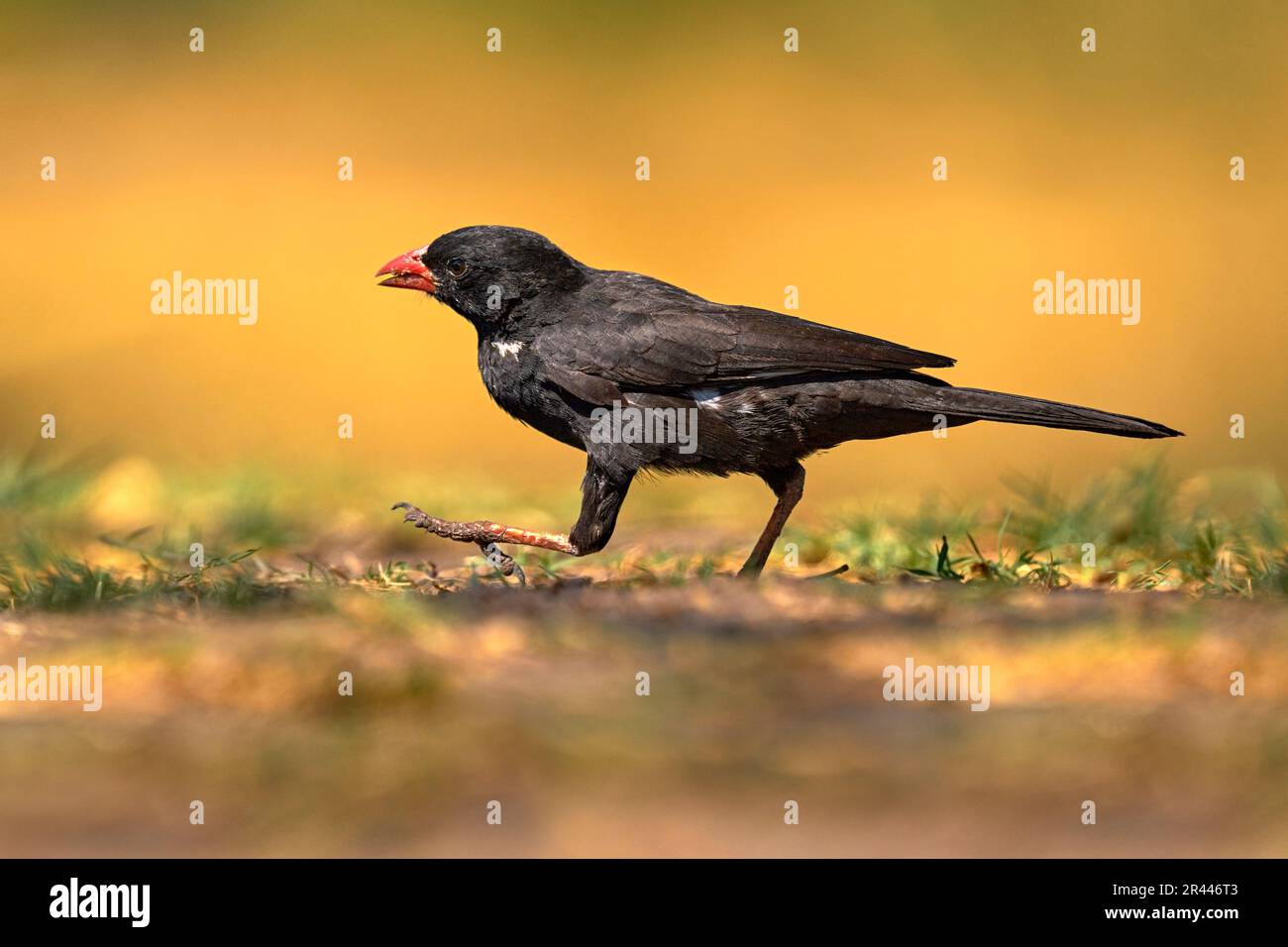 Rotschnabelweber, Bubalornis niger, schwarzer Vogel auf dem Boden, Sonnenuntergang am Abend. Weaver aus Okavango Delta, Botswana in Afrika. Natur- und Tierwelt Stockfoto