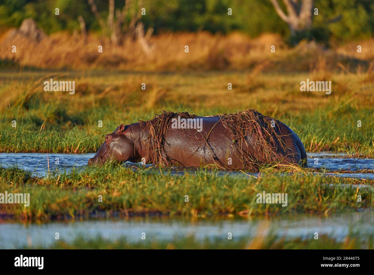 Okavango African Hippopotamus, Hippopotamus amphibius capensis, Okavango Delta, Botsuana Africa. Hippo mit Verletzung blutiger Narbe in der Haut. Gefährlich groß Stockfoto