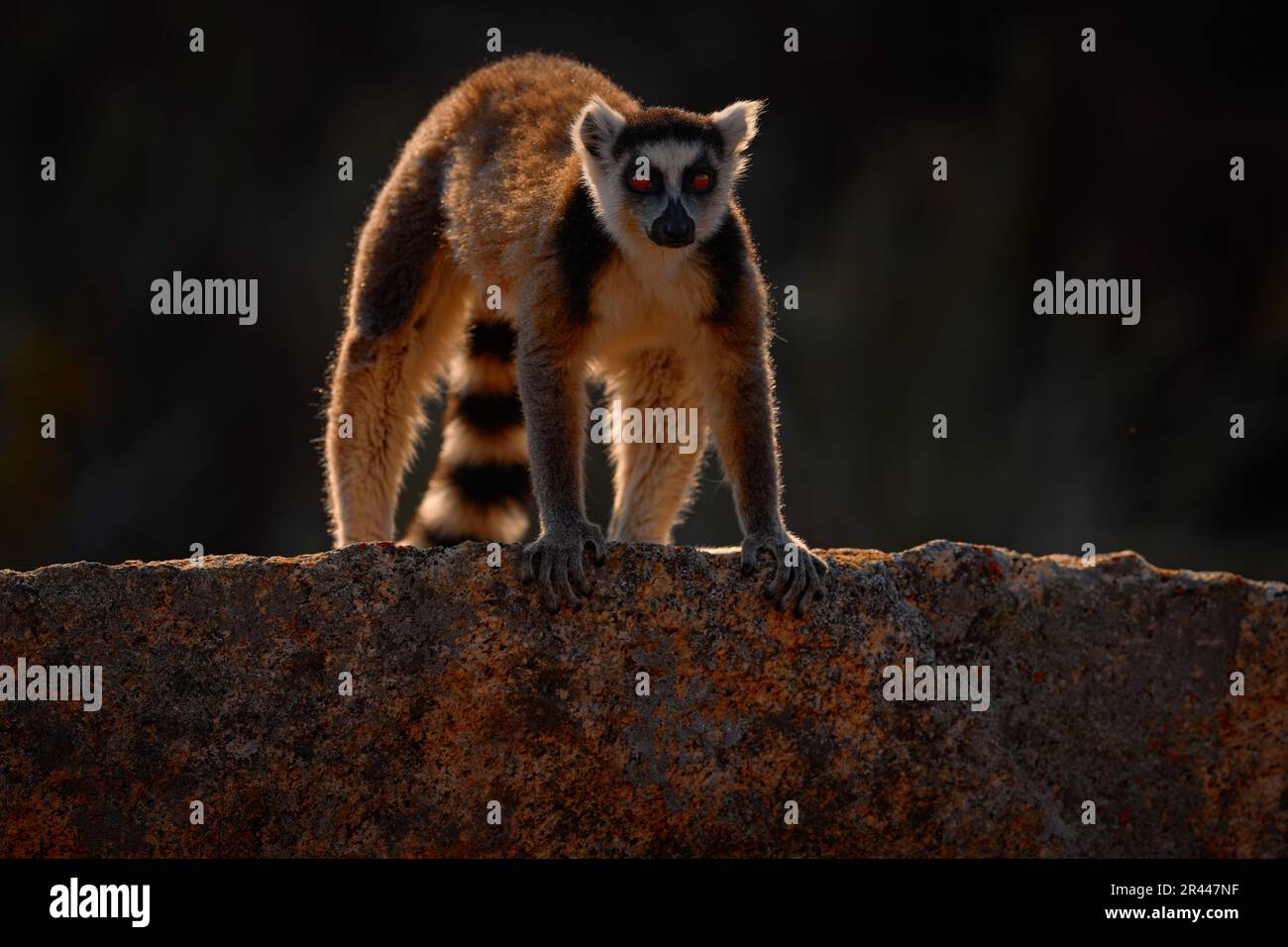 Affe mit Granitfelsen, Sonnenuntergang. Madagaskar Wildtiere, Ringschwanzlemur, Lemur catta. Tier aus Madagaskar, Afrika, orangefarbene Augen. Abendsonnen Stockfoto