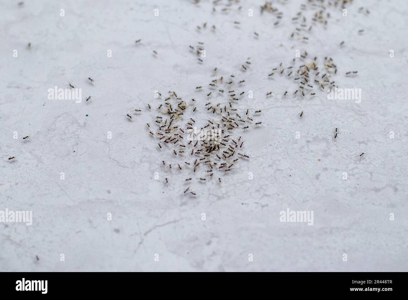 Eine Gruppe schwarzer Ameisen bewegt ihre Eier, Insektentiere Stockfoto