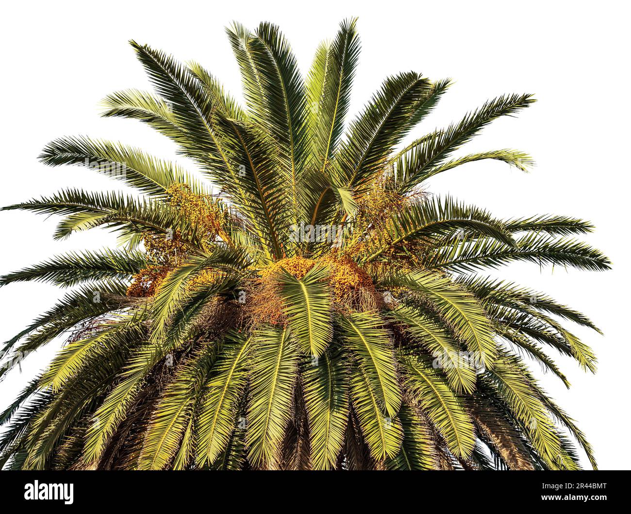 Nahaufnahme einer Dattelpalme mit Orangenfrüchten und grünen Blättern isoliert auf weißem Hintergrund. La Spezia, Ligurien, Italien, Südeuropa. Stockfoto