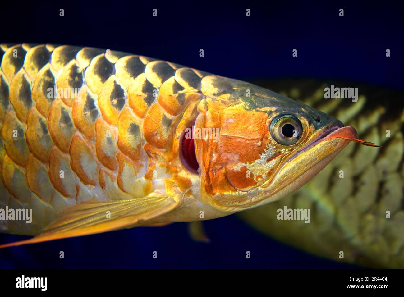 Malaiische Bonytongue-Fische, die unter Wasser schwimmen Stockfoto
