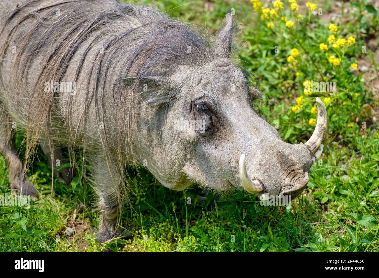 Gewöhnlicher Warzenschwein, Phacochoerus africanus Stockfoto