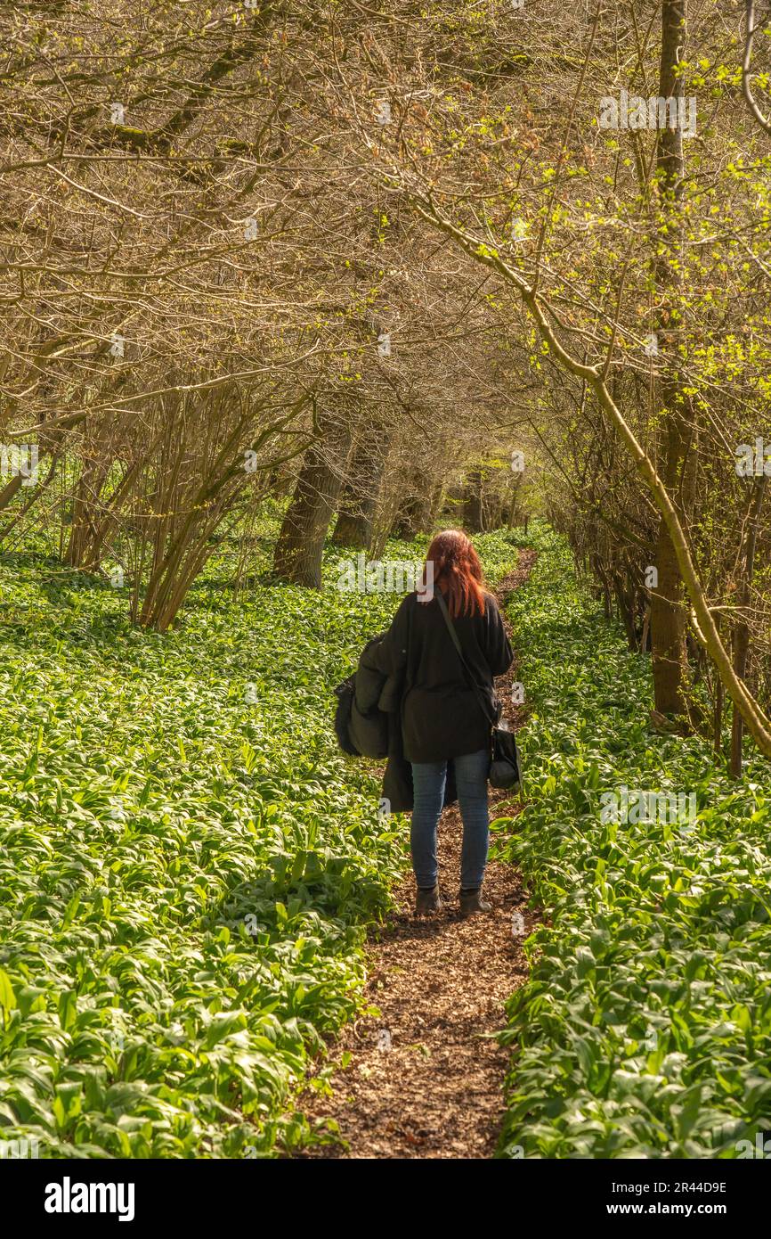 Ein Mädchen, das durch einen Laubwald mit wildem Knoblauch in der Nähe von Cropton, North yorkshire, großbritannien läuft Stockfoto