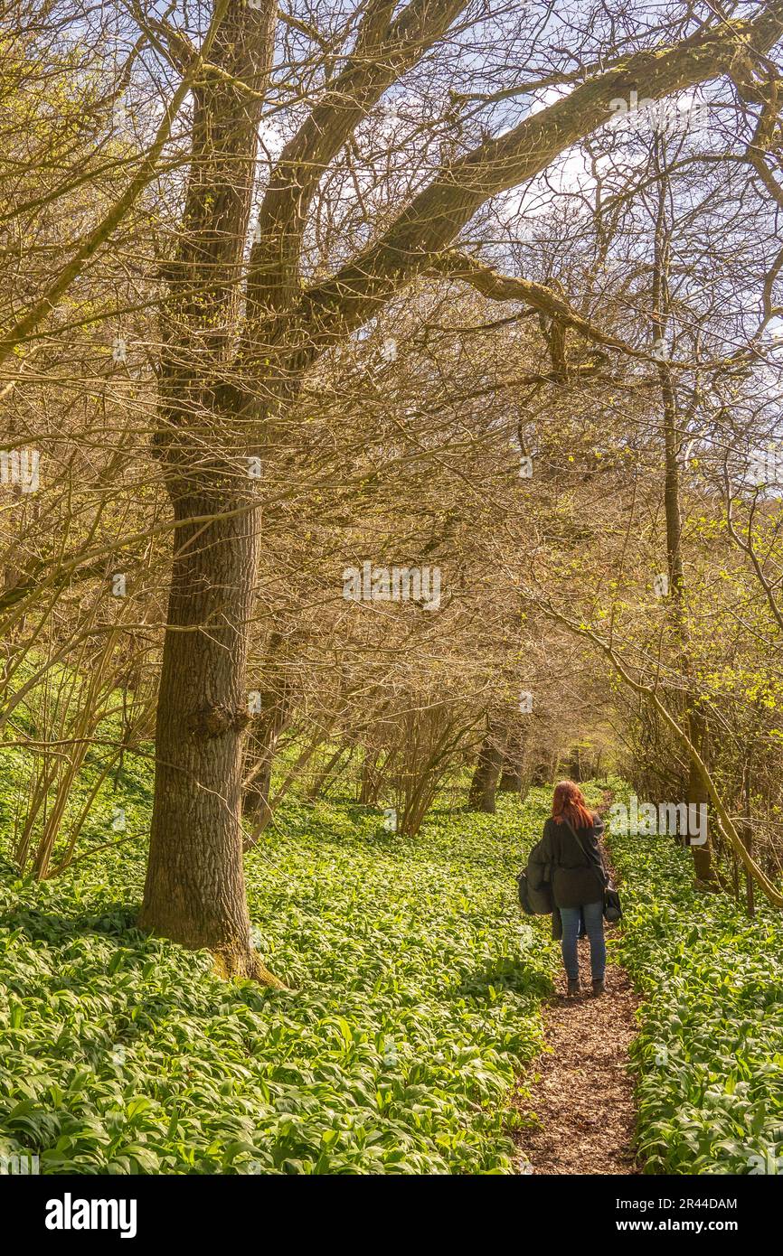 Ein Mädchen, das durch einen Laubwald mit wildem Knoblauch in der Nähe von Cropton, North yorkshire, großbritannien läuft Stockfoto