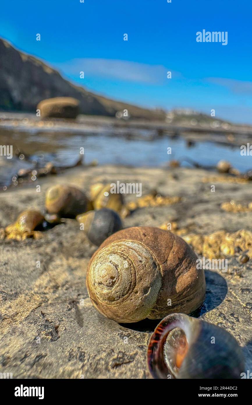 winkles auf der Wellenplattform in saltburn, North yorkshire, großbritannien Stockfoto