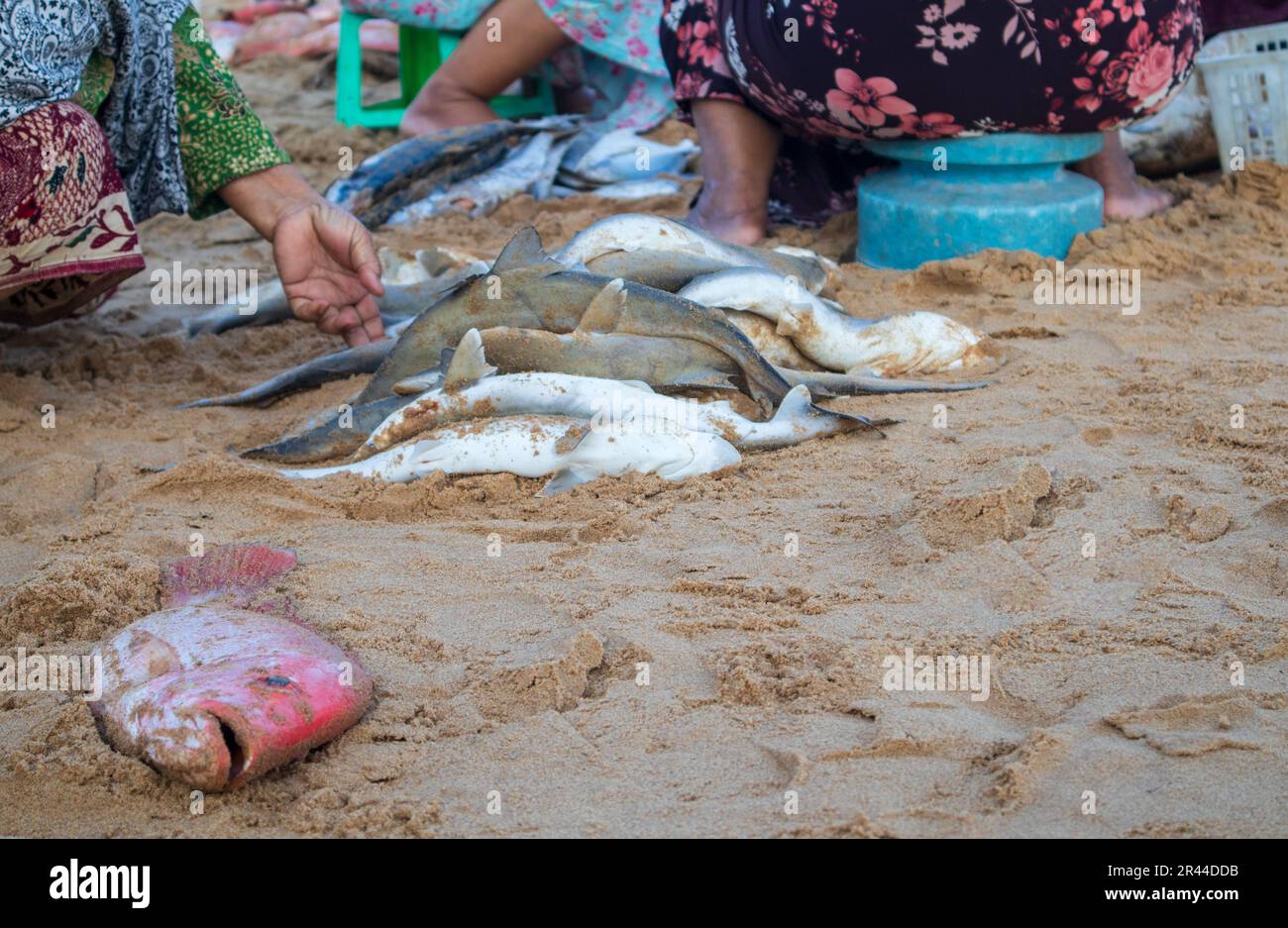 Babyhaie zum Verkauf auf einem lokalen Markt am Strand. Babyhaie werden von Fischern gefangen, um sie auf traditionellen Märkten in Indonesien zu konsumieren und zu verkaufen Stockfoto