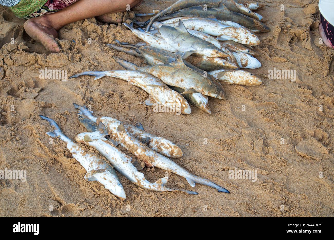 Babyhaie zum Verkauf auf einem lokalen Markt am Strand. Babyhaie werden von Fischern gefangen, um sie auf traditionellen Märkten in Indonesien zu konsumieren und zu verkaufen Stockfoto