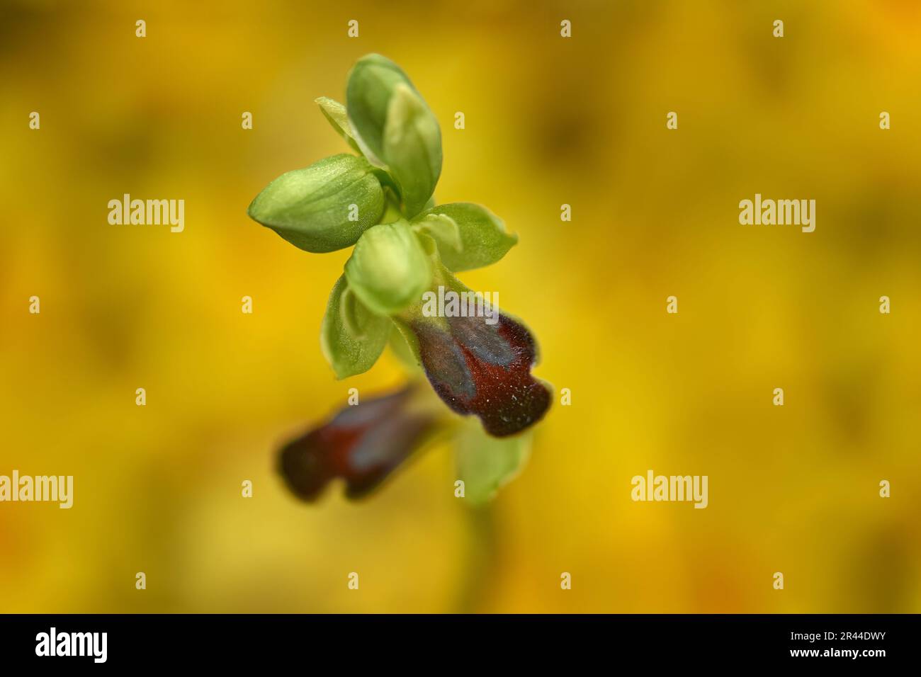 Ophrys fusca, sombre BeeOrchid, Gargano in Italien. Blühende