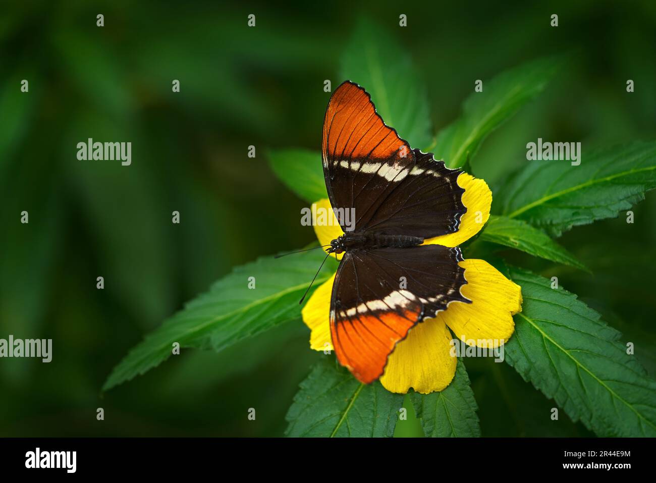 Siproeta epaphus, rostiges Page-Orangen-Insekt auf Blüten blühen im natürlichen Lebensraum. Ein Schmetterling in Brasilien, Südamerika. Natur der Tierwelt. Tropi Stockfoto