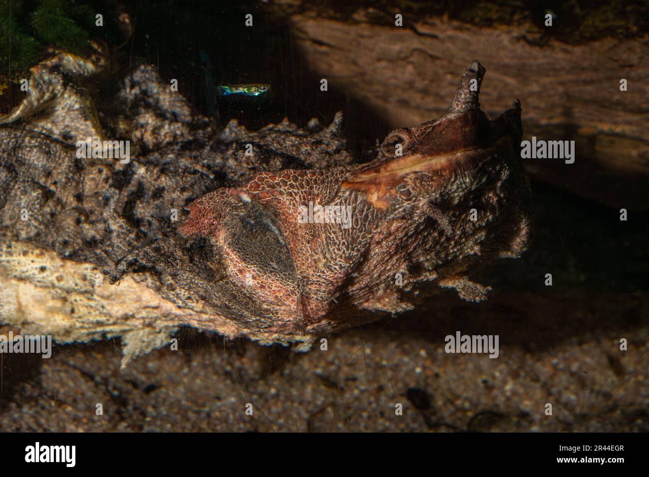 Mata mata, Chelus fimbriata, Chelidae Stockfoto