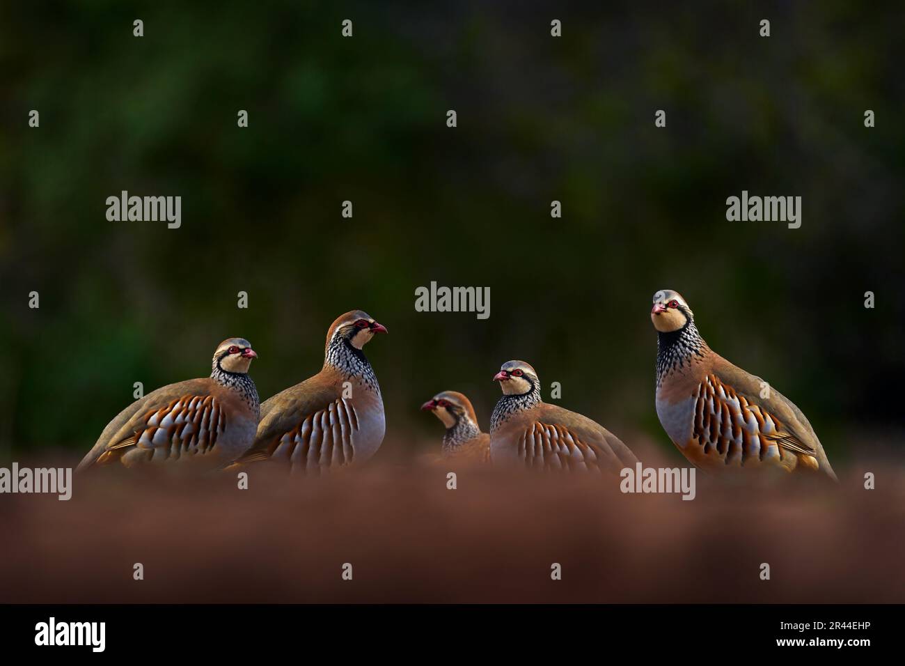 Spanien Vogelbeobachtung, eine Gruppe Rebhuhn. Rotbein-Rebhuhn, Alectoris rufa, Gamebird der Fasanenfamilie Phasianidae, auf der Schotterstraße, Spanien in der EU Stockfoto