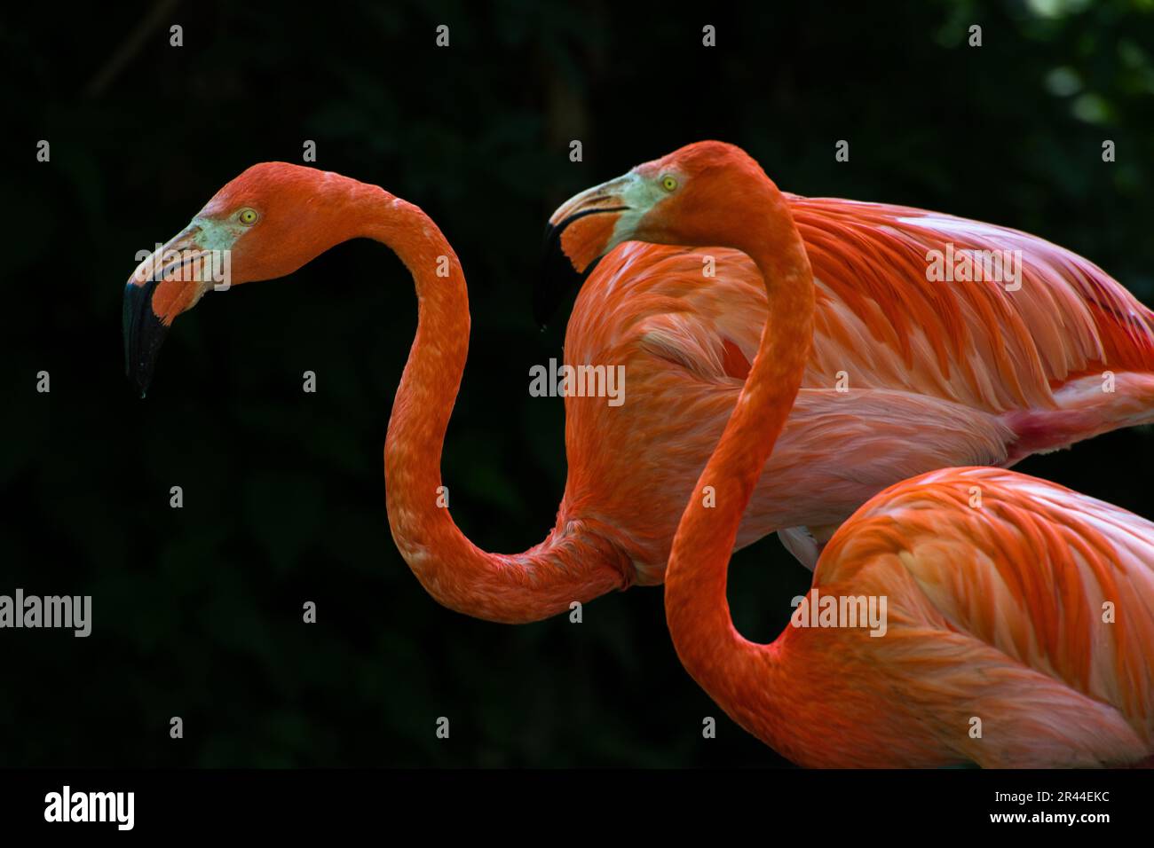 Roter Flamingo, Phoenicopterus ruber, Phoenicopteridae Stockfoto
